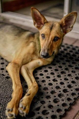 Antonina czyli Tosia przyjechała aż z Ukrainy ze schroniska nieopodal frontu…, male young Mixed Breed for adoption at Fundacja Przytul Psa, Wrocław