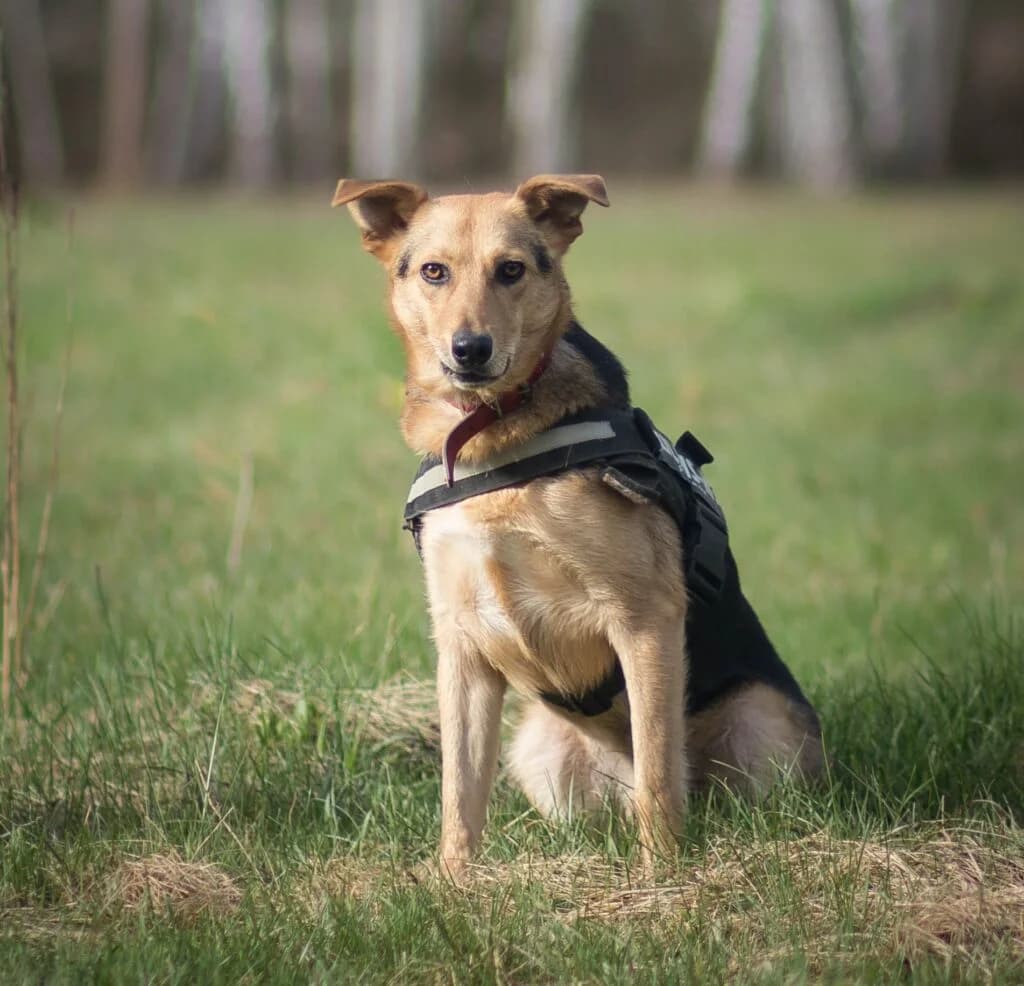 Leon – średniej wielkości, dwuletni psiak, male 3yo Mixed Breed for adoption at Fundacja Przytul Psa, Wrocław