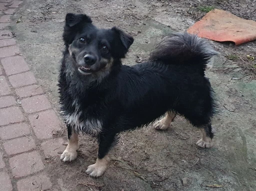 Maja – Tobiaszka ze schroniska, male 5yo Mixed Breed for adoption at Fundacja Przytul Psa, Wrocław