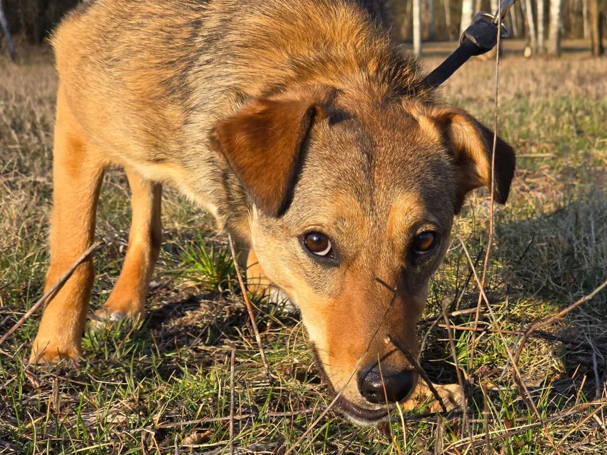 Masza z Ukrainy, female young Mixed Breed for adoption at Fundacja Przytul Psa, Wrocław