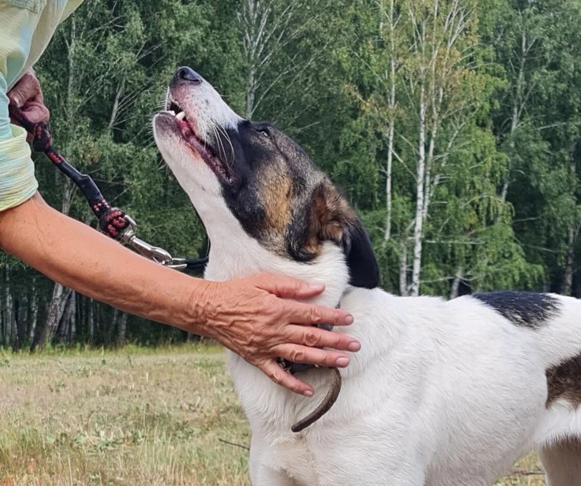 Pestka, młodziutka, energetyczna, śliczna, dla aktywnych, male young Mixed Breed for adoption at Fundacja Przytul Psa, Wrocław