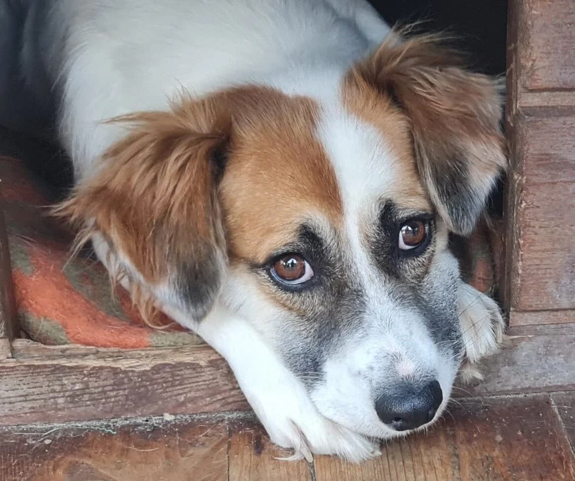Przecudna Kama czeka na doświadczony dom, female 3yo Mixed Breed for adoption at Fundacja Przytul Psa, Wrocław