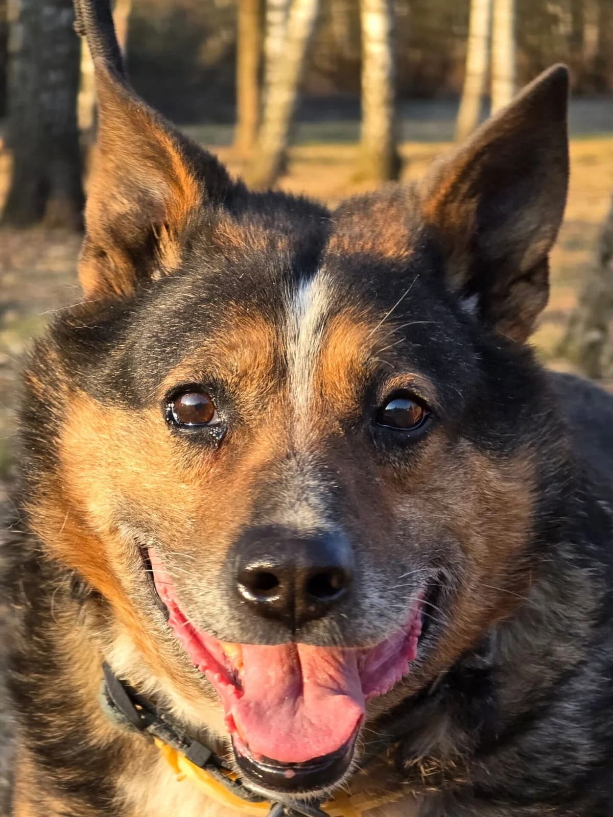Semir – psiak z Sierpca, male 3yo Mixed Breed for adoption at Fundacja Przytul Psa, Wrocław