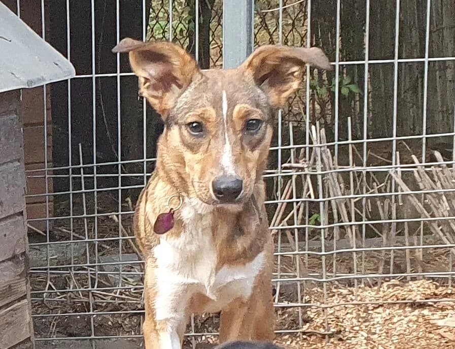 Sisi – piękna panna, ale wciąż nieufna, male 4yo Mixed Breed for adoption at Fundacja Przytul Psa, Wrocław