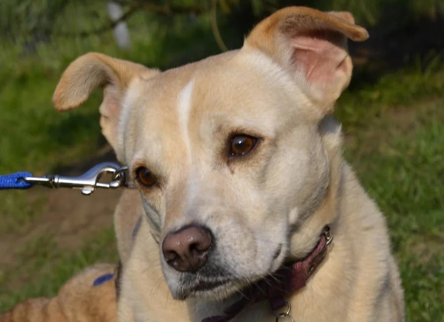 Sonia z Ustanowa, male senior Mixed Breed for adoption at Fundacja Przytul Psa, Wrocław