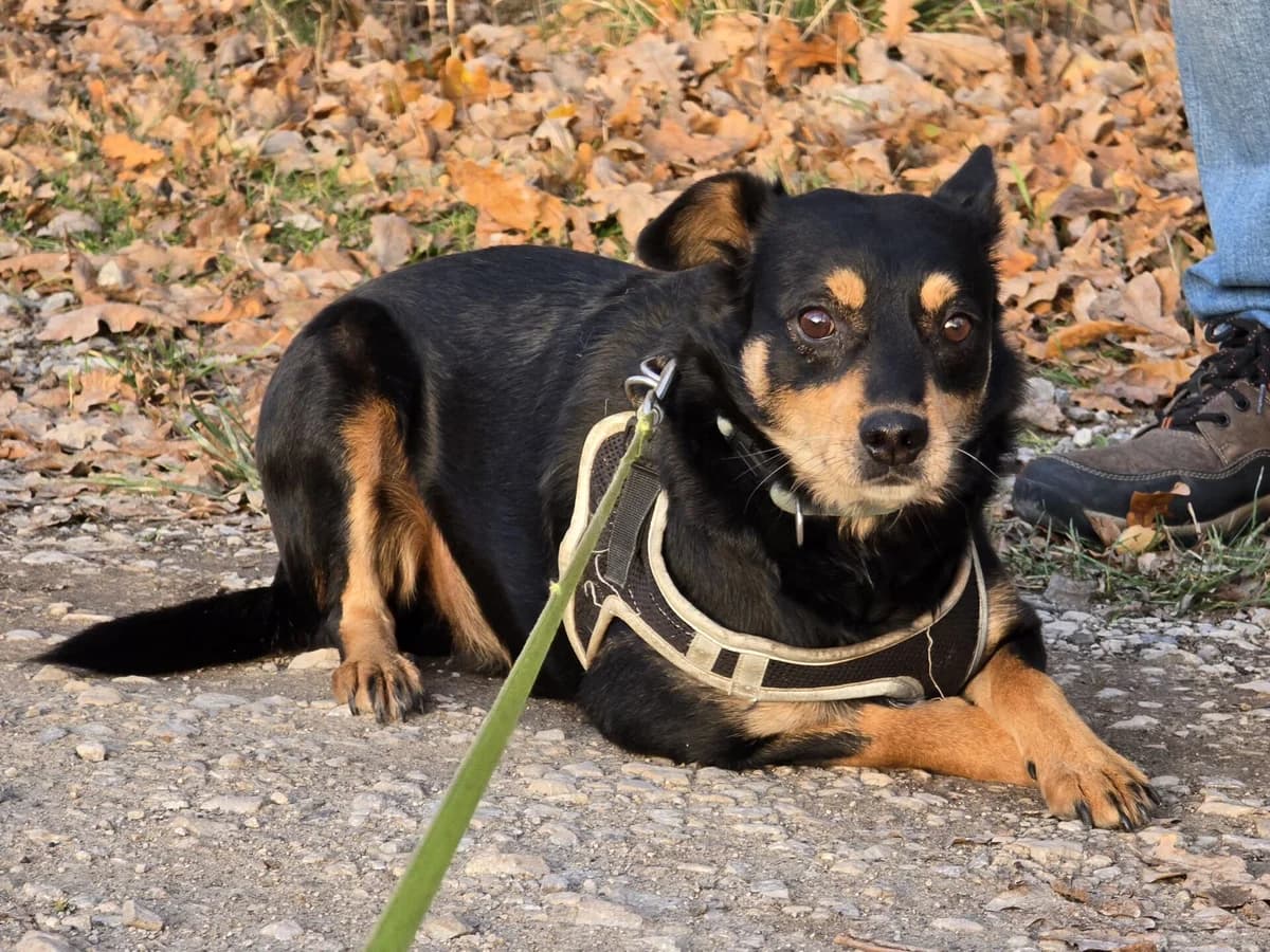 Tomi – psiak, który stracił dom, szuka nowego serca, female 4yo Mixed Breed for adoption at Fundacja Przytul Psa, Wrocław