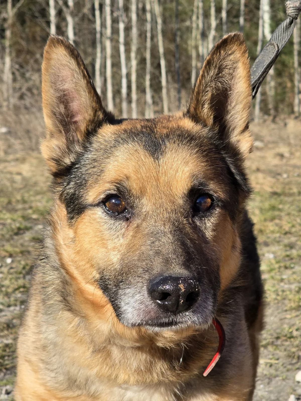 Wojtek jest psem dziesięcioletnim, ale w pełni sił, male puppy Mixed Breed for adoption at Fundacja Przytul Psa, Wrocław