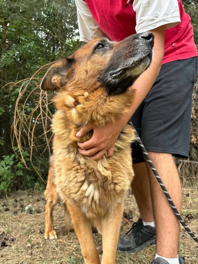 Borysko, mixed breed for adoption at Przytulisko U Wandy