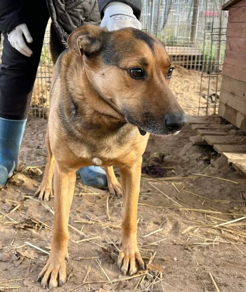Choinek Disney, mixed breed for adoption at Przytulisko U Wandy