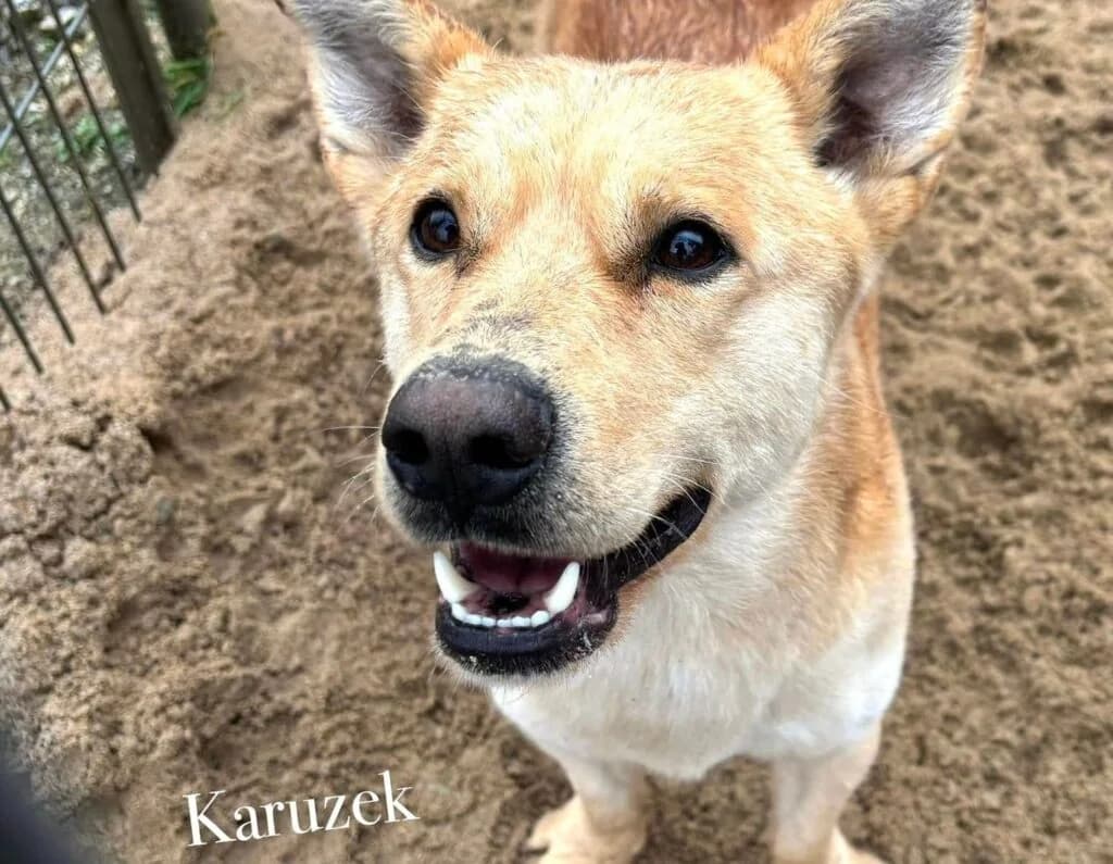 Karuzek, mixed breed for adoption at Przytulisko U Wandy
