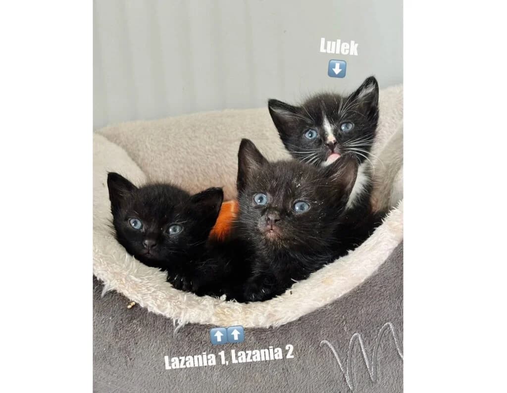 Lazania 1, Lazania 2 i Lulek poszukują domów, mixed breed for adoption at Przytulisko U Wandy