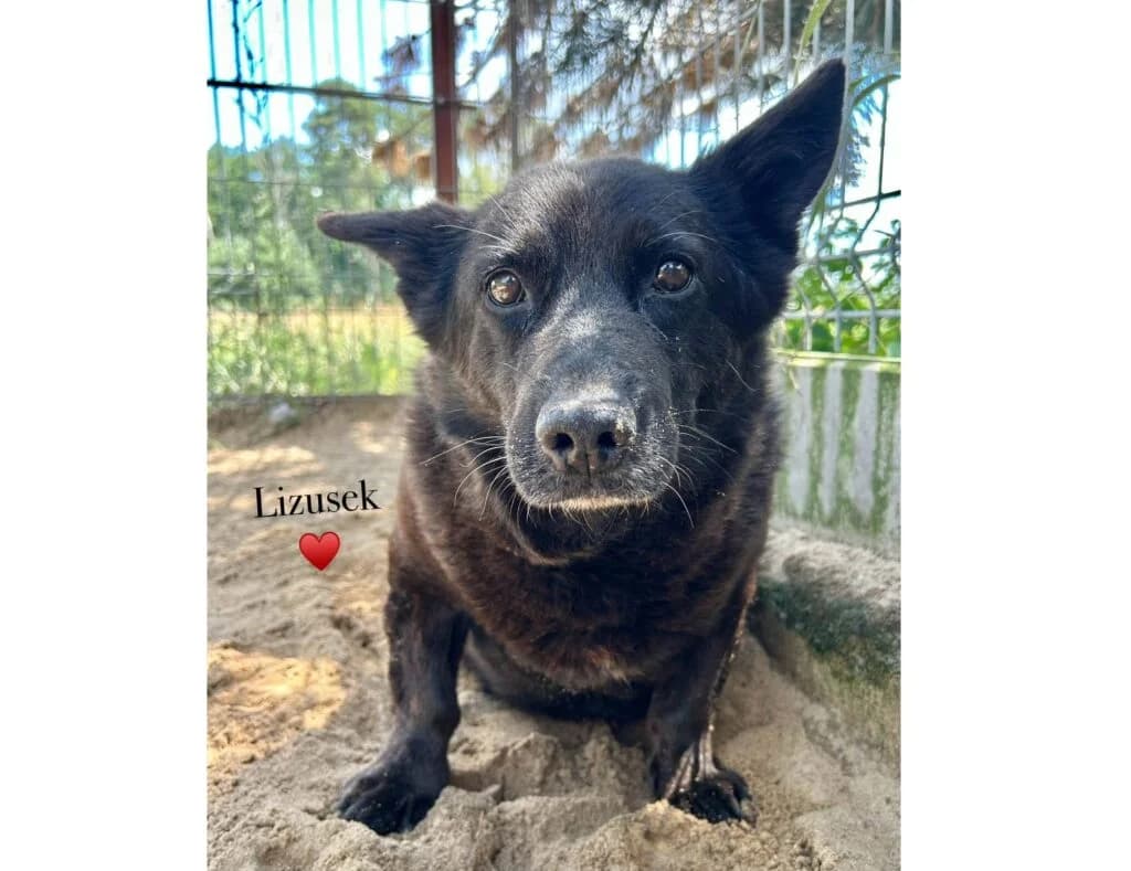 Lizusek, mixed breed for adoption at Przytulisko U Wandy