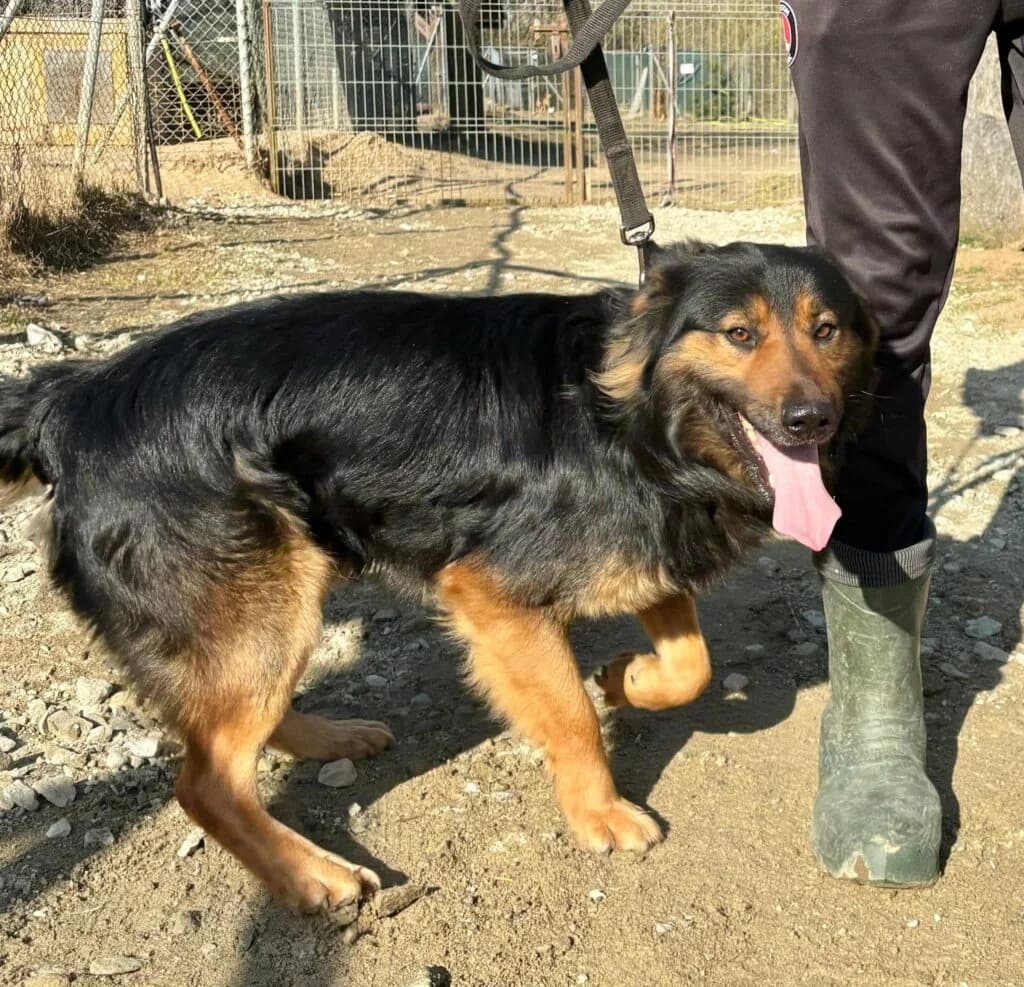 Miś Wrubiś, mixed breed for adoption at Przytulisko U Wandy