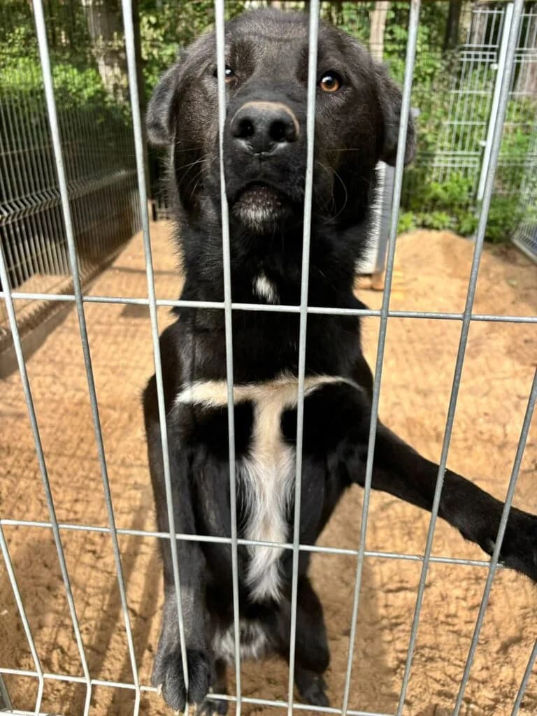 Szeti, mixed breed for adoption at Przytulisko U Wandy