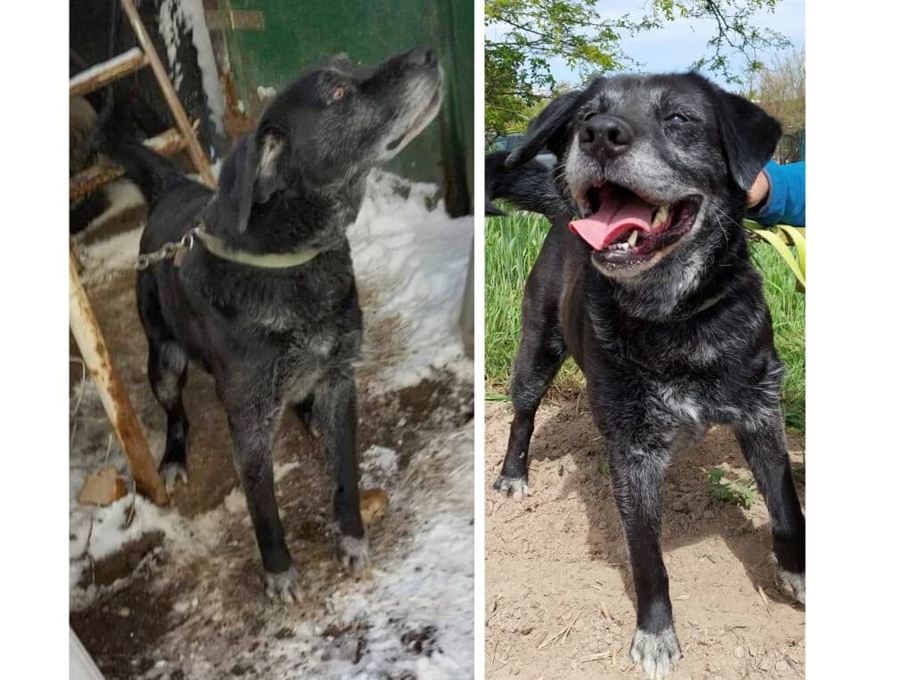 Szorcik – poszukiwany lepszy dom dla psa. Beznadziejny już miał…, mixed breed for adoption at Przytulisko U Wandy