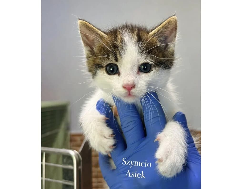 Szymcio Asiek, mixed breed for adoption at Przytulisko U Wandy