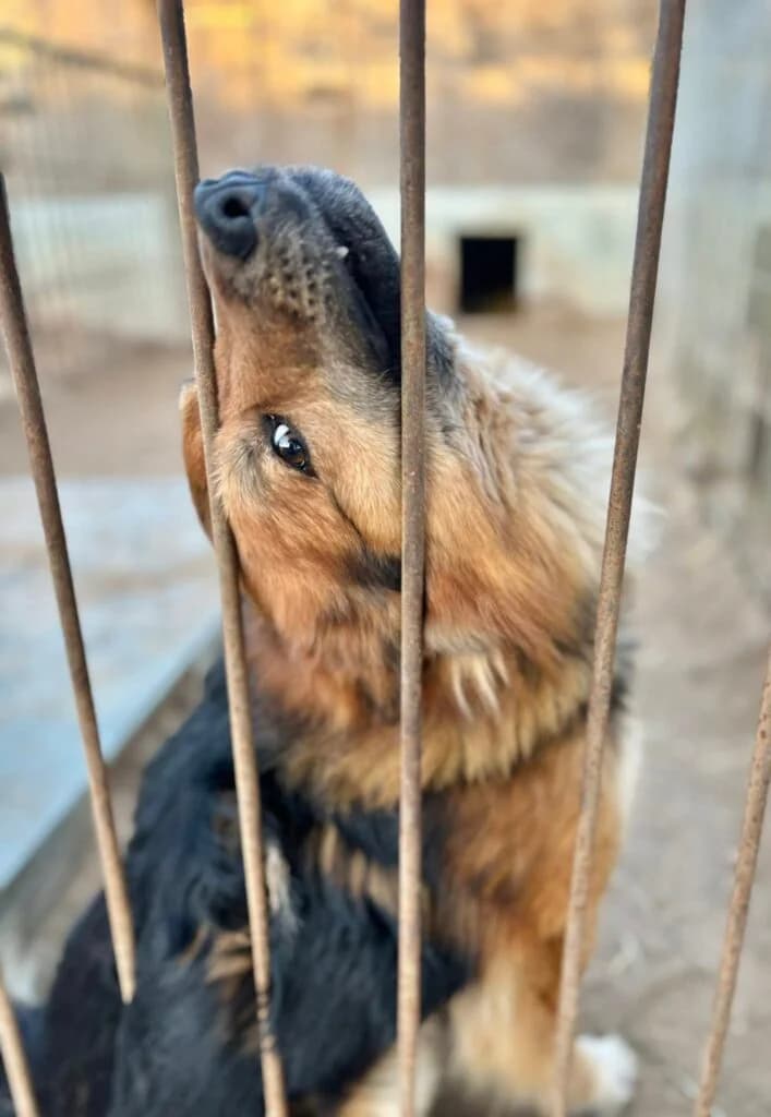 Wrobsonik, mixed breed for adoption at Przytulisko U Wandy