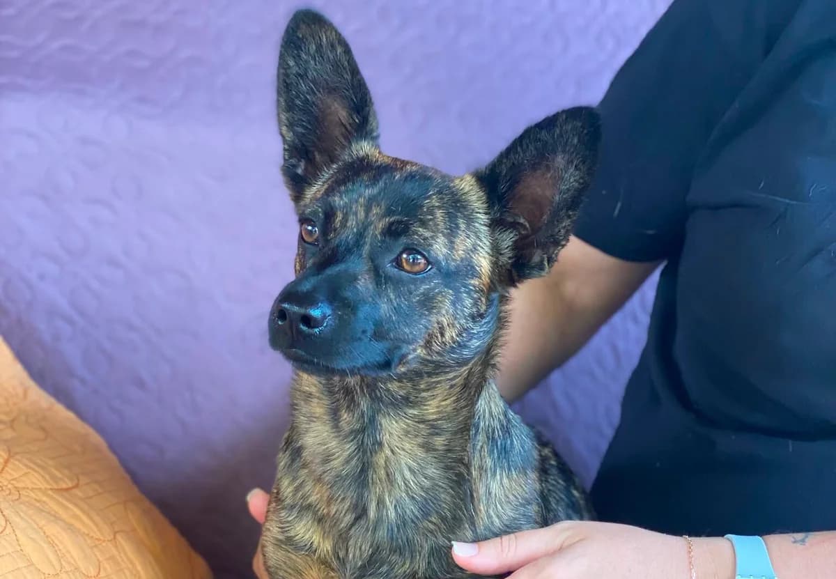 Agatka, young Mixed Breed for adoption at Przytulisko Głowno