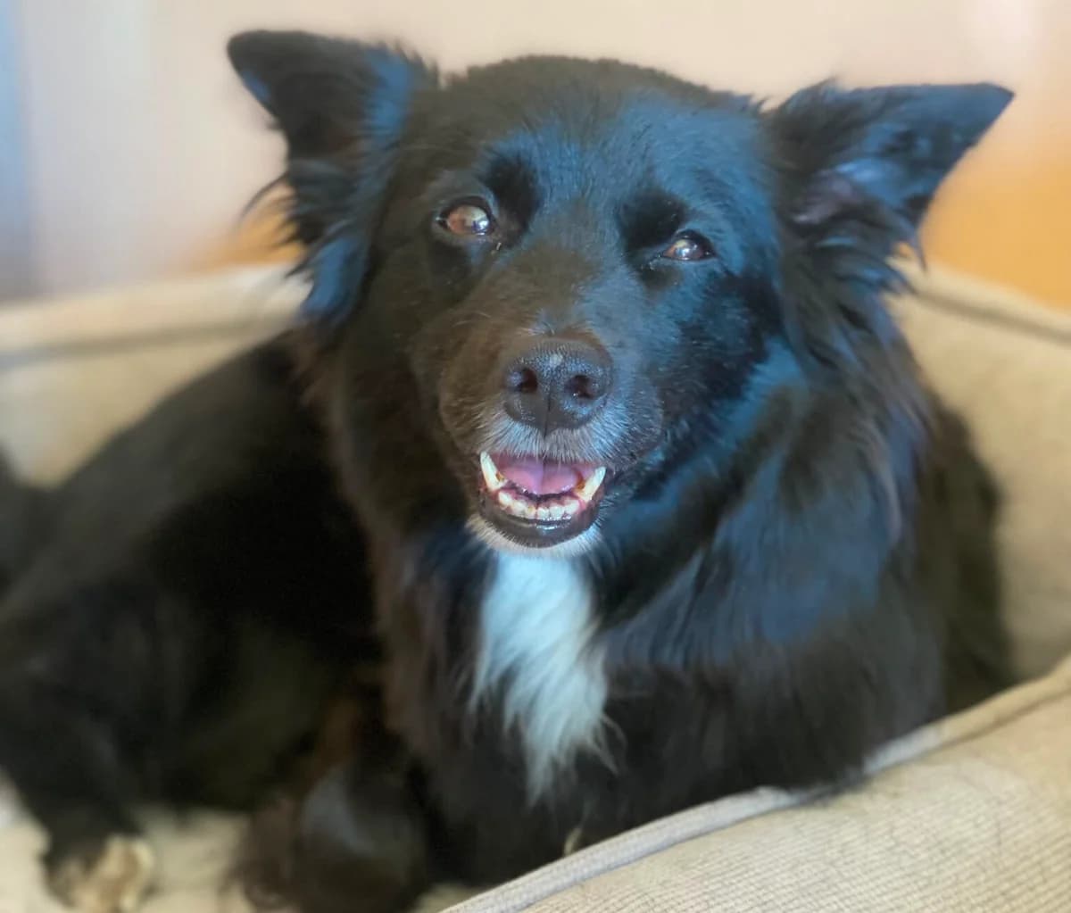 Ajka, 7yo Mixed Breed for adoption at Przytulisko Głowno