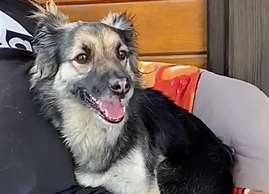 Alinka, 3yo Mixed Breed for adoption at Przytulisko Głowno