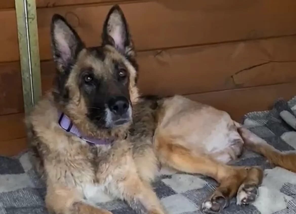 Arcia, 6yo Mixed Breed for adoption at Przytulisko Głowno