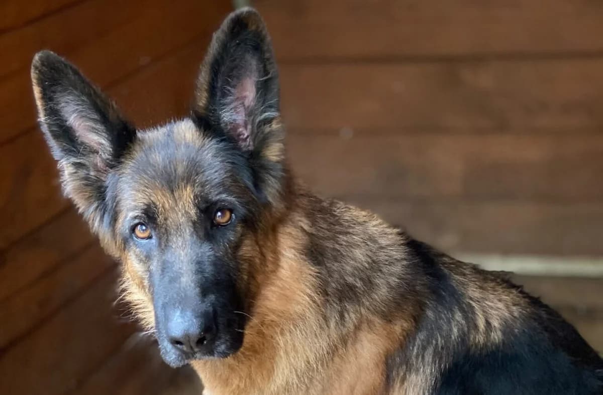 Astra, 5yo Mixed Breed for adoption at Przytulisko Głowno