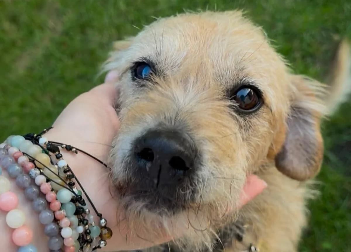 Bigos, 6yo Mixed Breed for adoption at Przytulisko Głowno