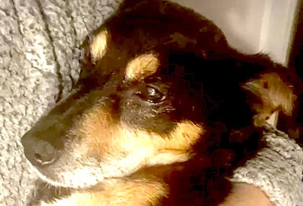 Bobik, male Mixed Breed for adoption at Przytulisko Głowno