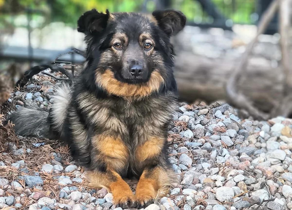 Duduś, young Mixed Breed for adoption at Przytulisko Głowno