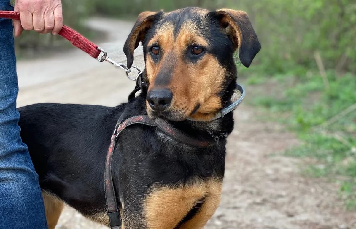 Felicja, young Mixed Breed for adoption at Przytulisko Głowno