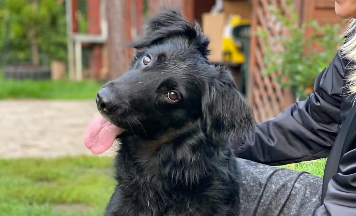 Frodo, 3yo Mixed Breed for adoption at Przytulisko Głowno