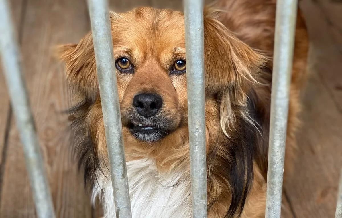 Groszek, 5yo Mixed Breed for adoption at Przytulisko Głowno