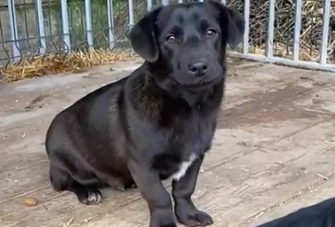 Jasio, young Mixed Breed for adoption at Przytulisko Głowno