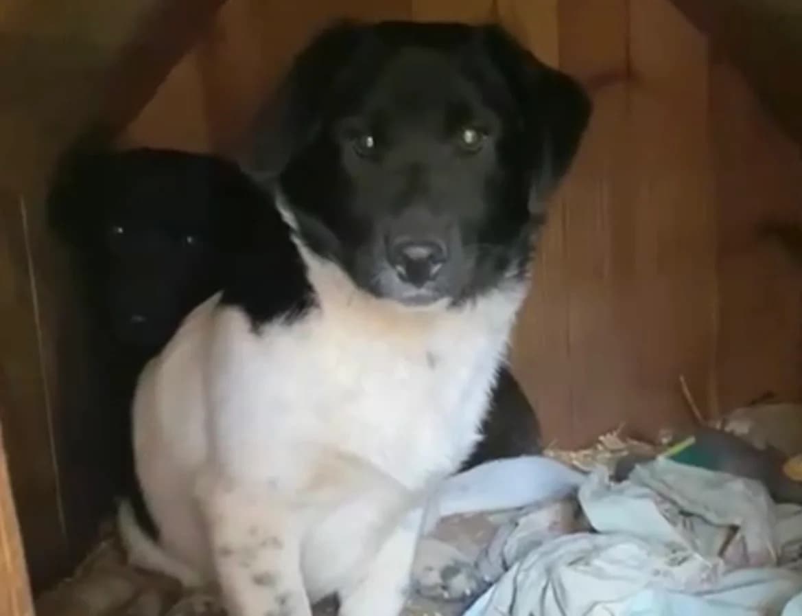 Jax, young Mixed Breed for adoption at Przytulisko Głowno
