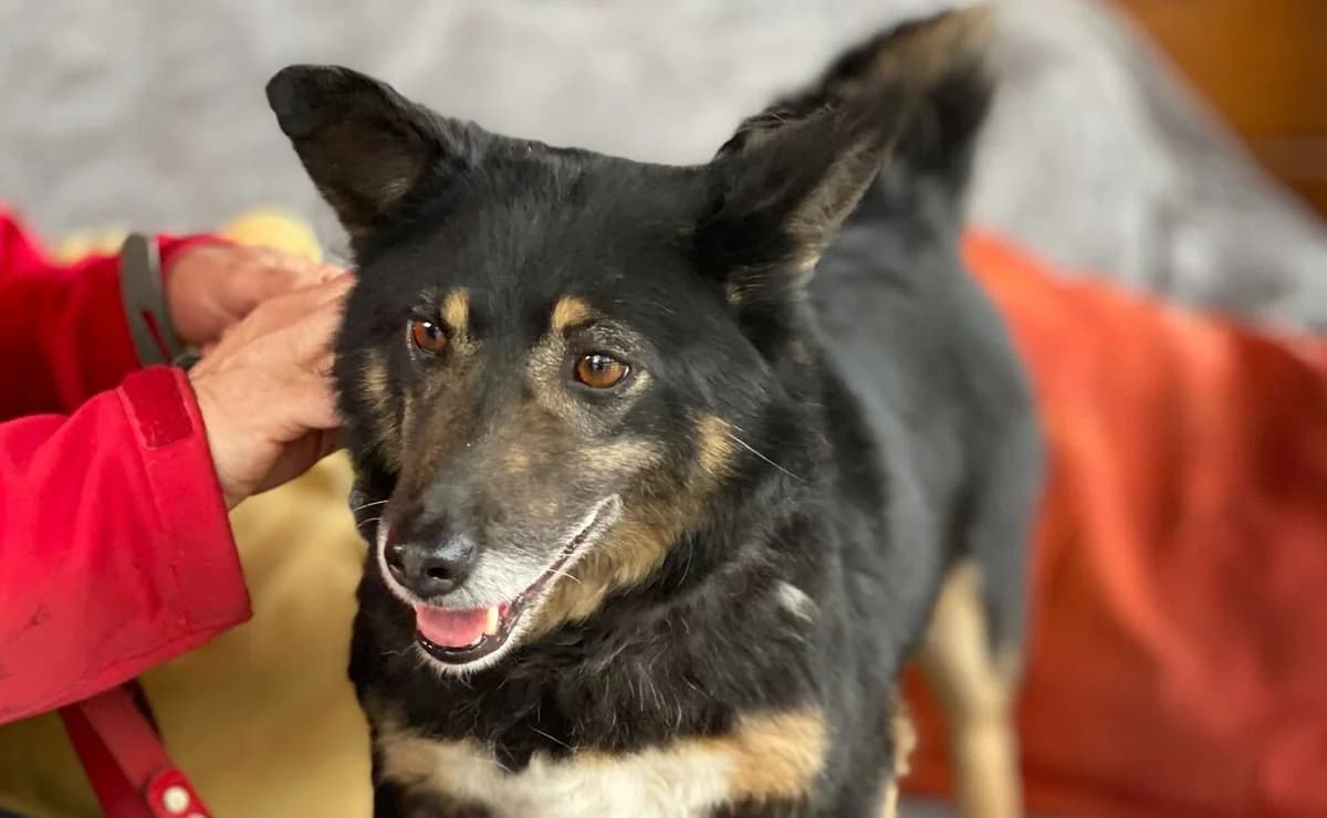 Jusia, 7yo Mixed Breed for adoption at Przytulisko Głowno