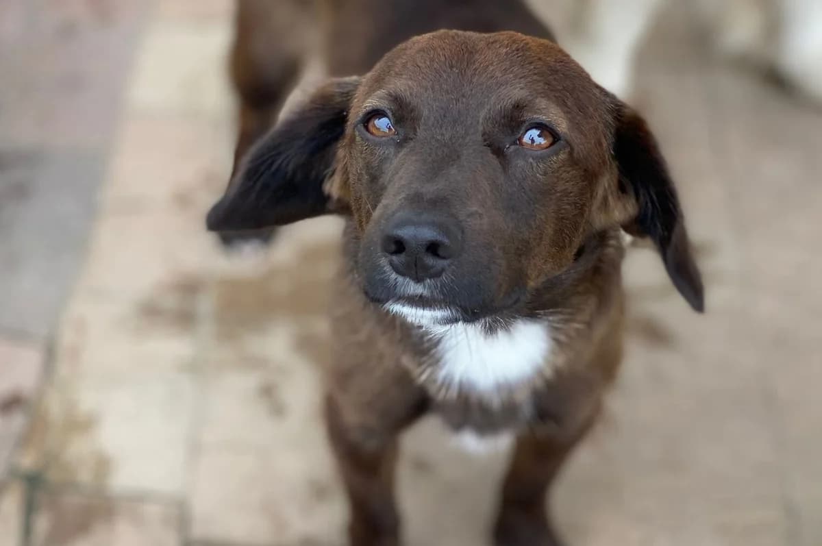Kasztanek, male Mixed Breed for adoption at Przytulisko Głowno