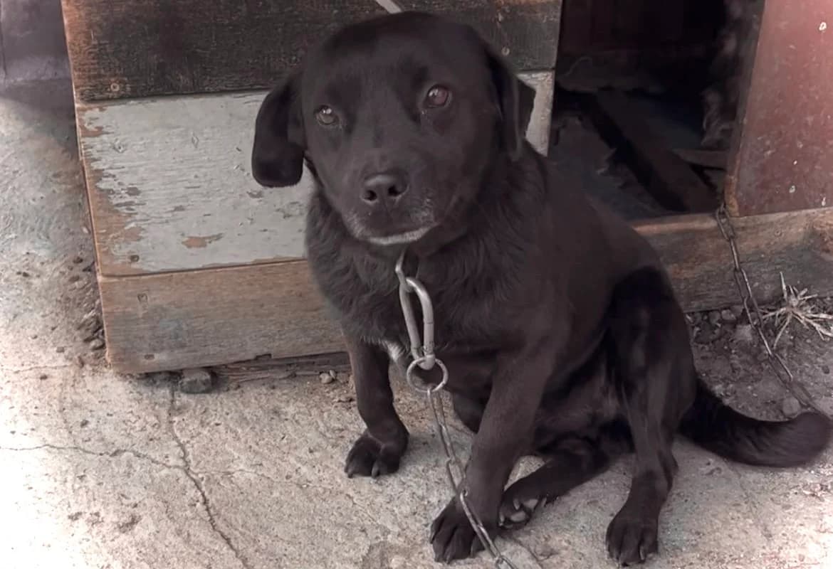 Kleksik, 3yo Mixed Breed for adoption at Przytulisko Głowno