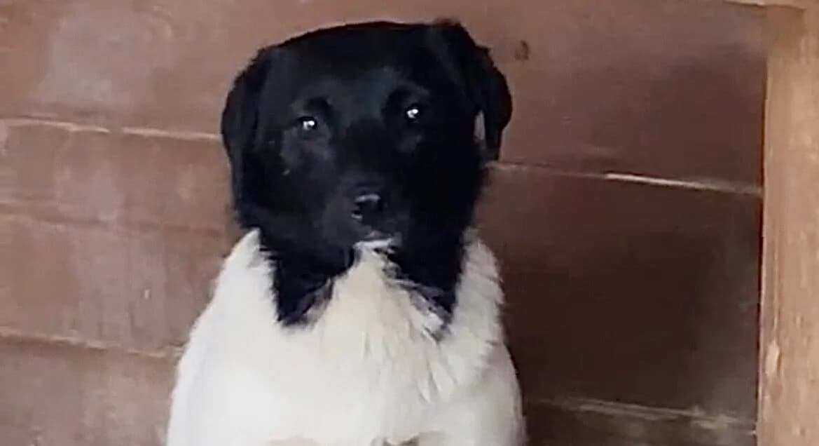 Ksenia, 3yo Mixed Breed for adoption at Przytulisko Głowno