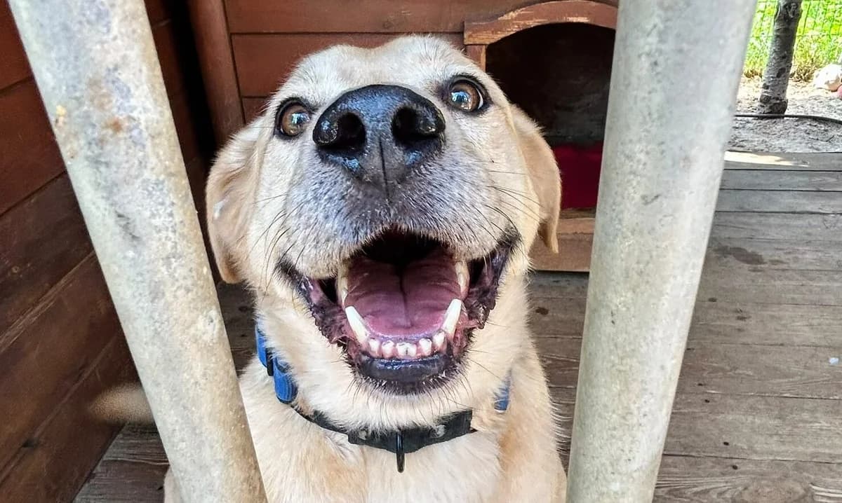 Lazur, male 4yo Mixed Breed for adoption at Przytulisko Głowno
