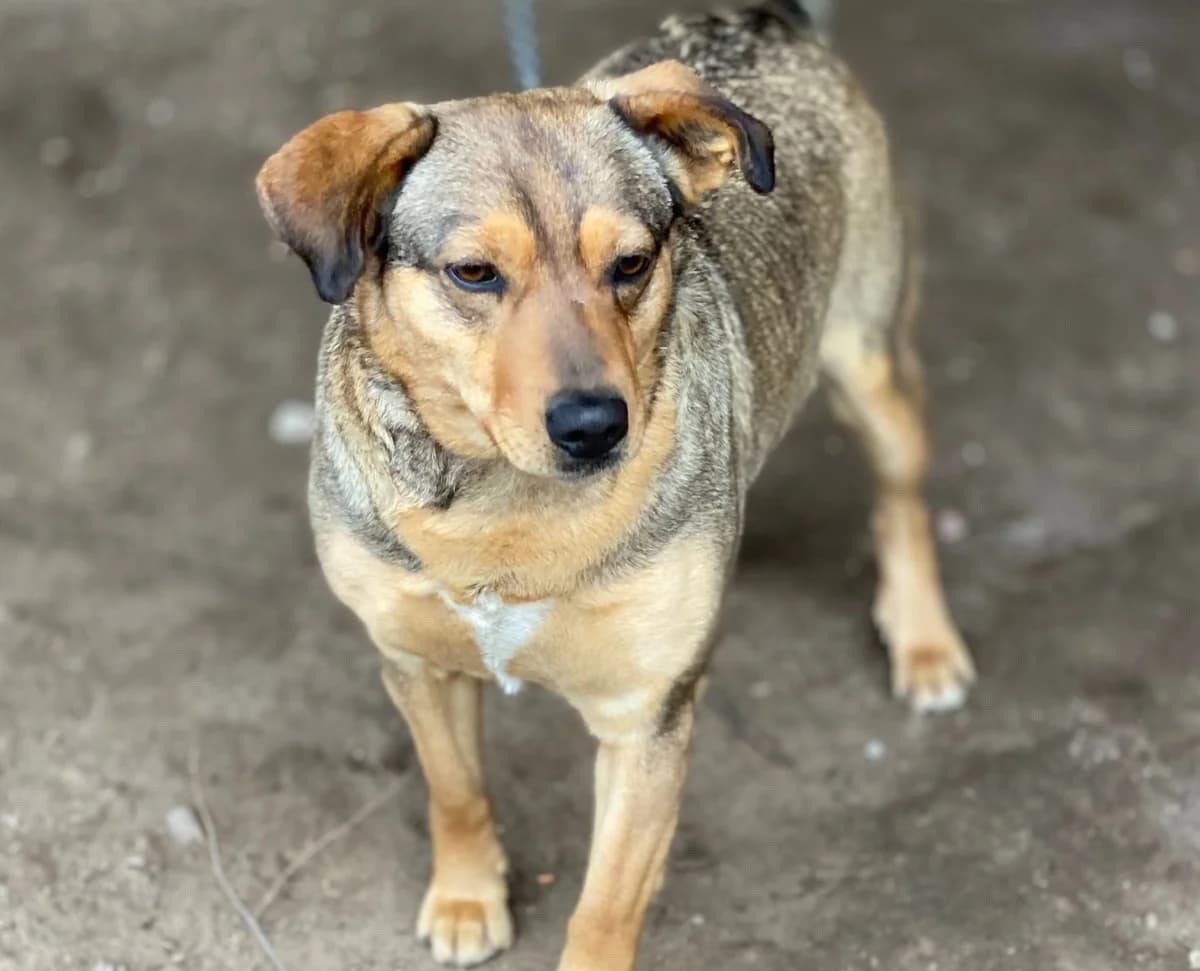 Lucynka, 3yo Mixed Breed for adoption at Przytulisko Głowno