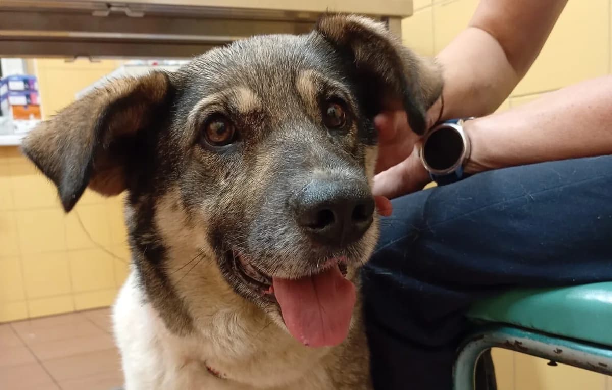 Luka, 4yo Mixed Breed for adoption at Przytulisko Głowno