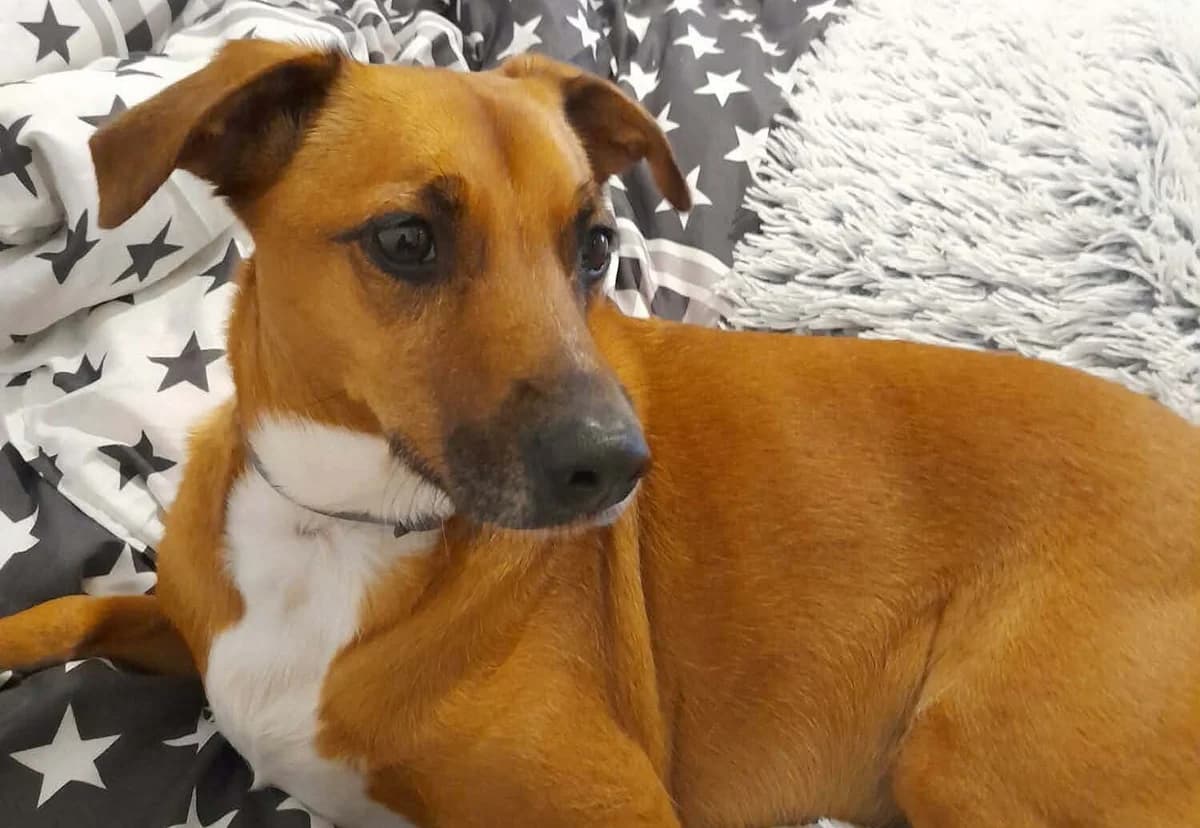 Maja, 7yo Mixed Breed for adoption at Przytulisko Głowno