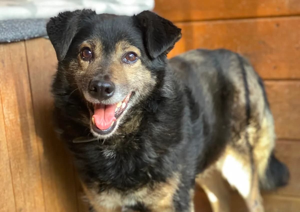 Martin, 6yo Mixed Breed for adoption at Przytulisko Głowno