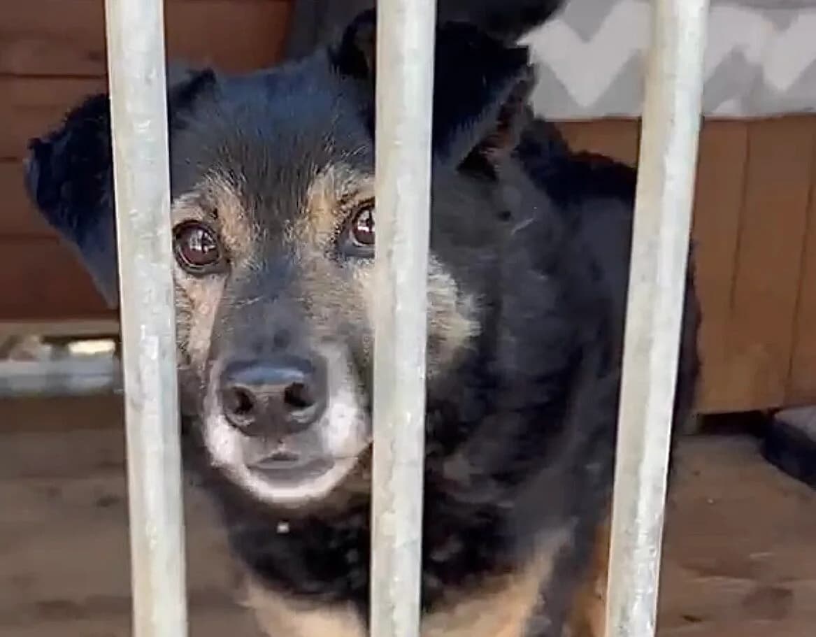 Martin, 6yo Mixed Breed for adoption at Przytulisko Głowno
