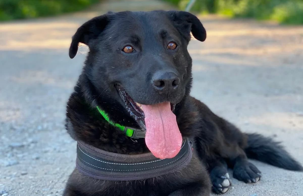 Nero, 3yo Mixed Breed for adoption at Przytulisko Głowno