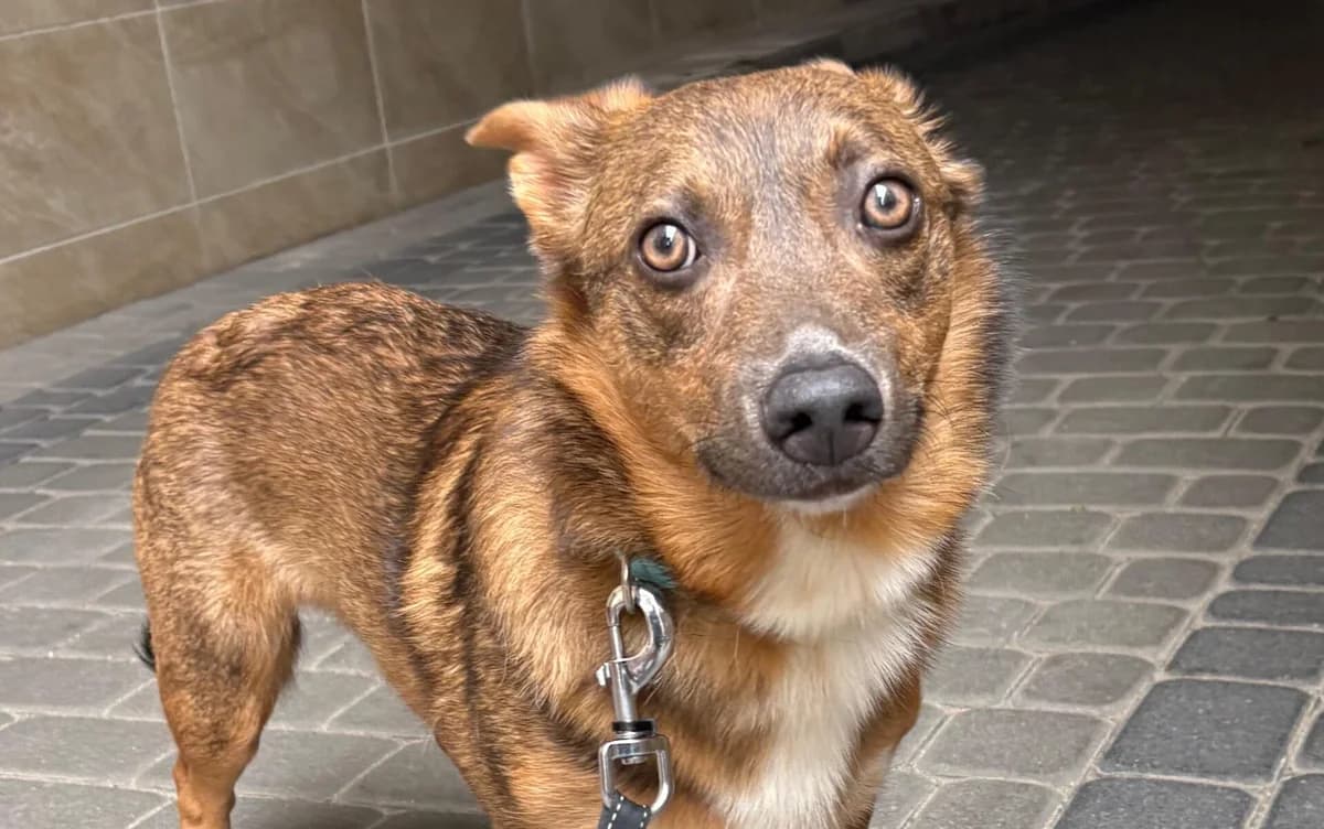 Pecan, 5yo Mixed Breed for adoption at Przytulisko Głowno