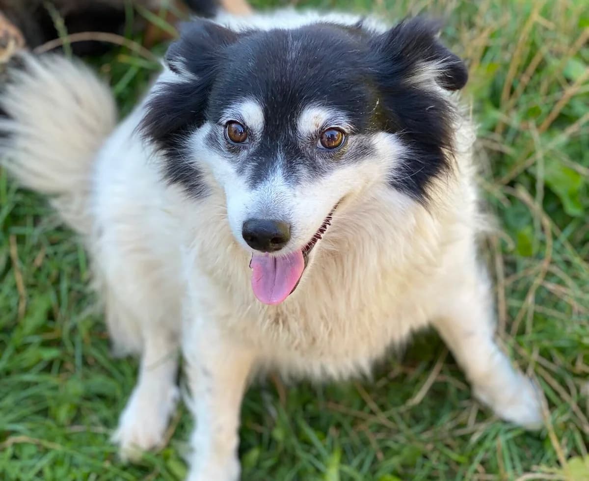 Perełka, senior Mixed Breed for adoption at Przytulisko Głowno