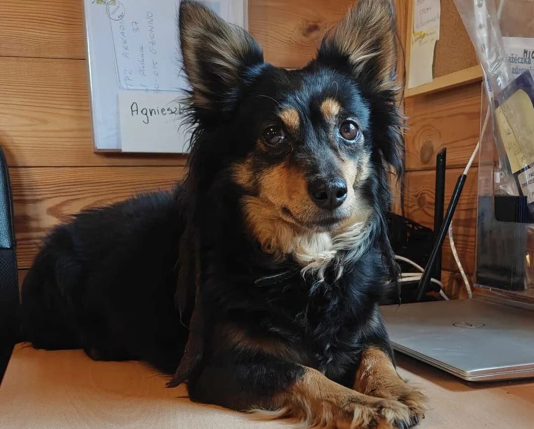 Poziomka, Mixed Breed for adoption at Przytulisko Głowno