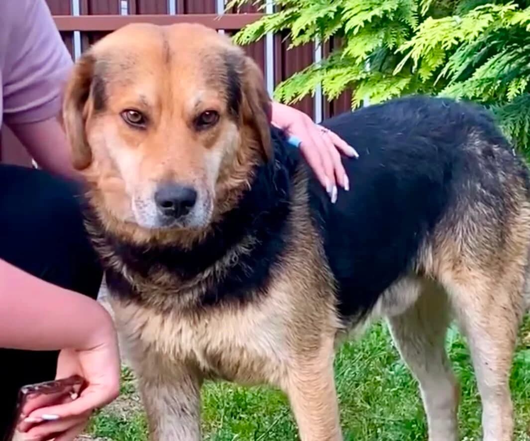 Rambo, 3yo Mixed Breed for adoption at Przytulisko Głowno