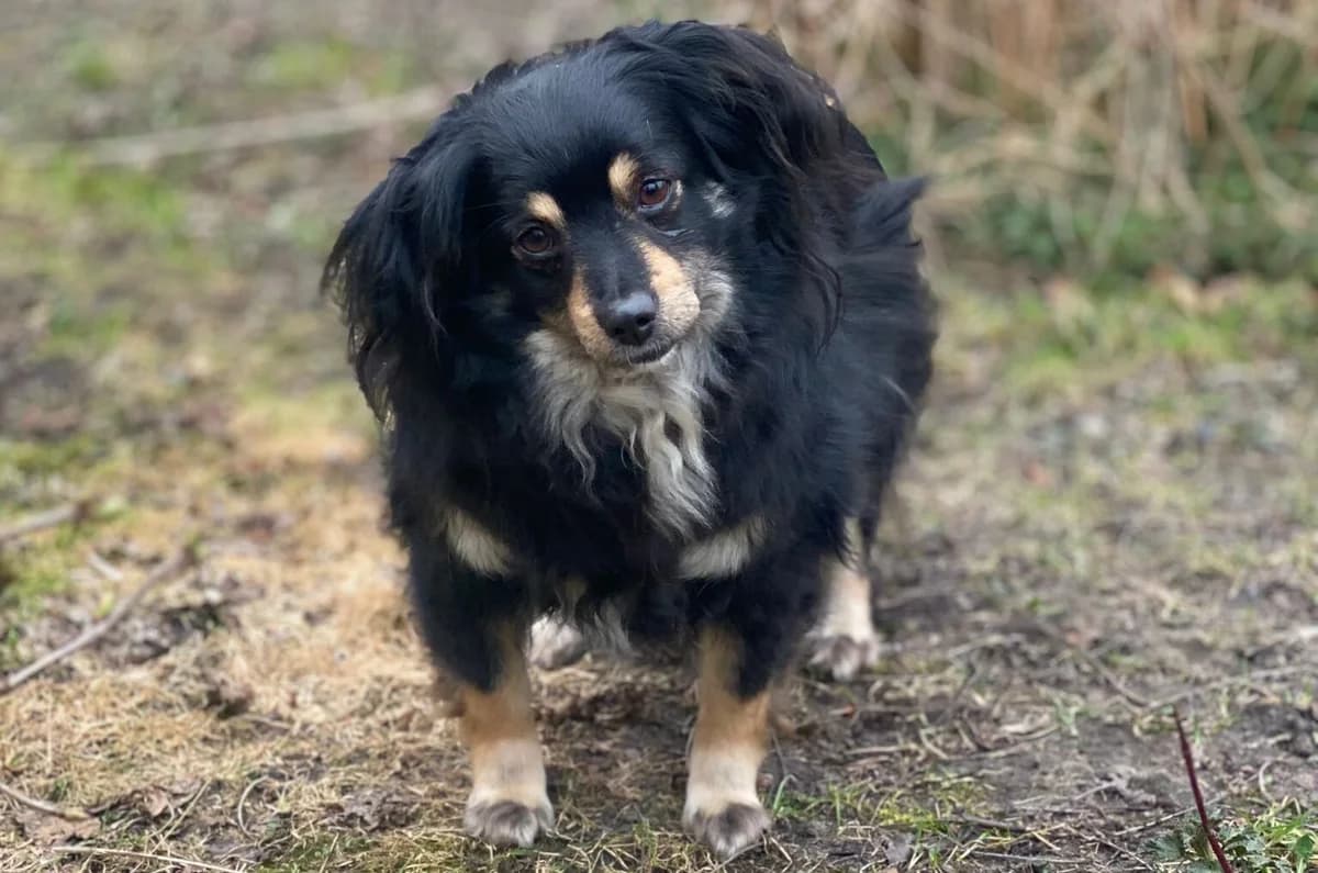 Sonia, 3yo Mixed Breed for adoption at Przytulisko Głowno